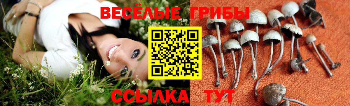 Унеча  Галлюциногенные грибы Psilocybine cubensis  Вход с VPN  Галлюциногенные грибы Psilocybine cubensis 